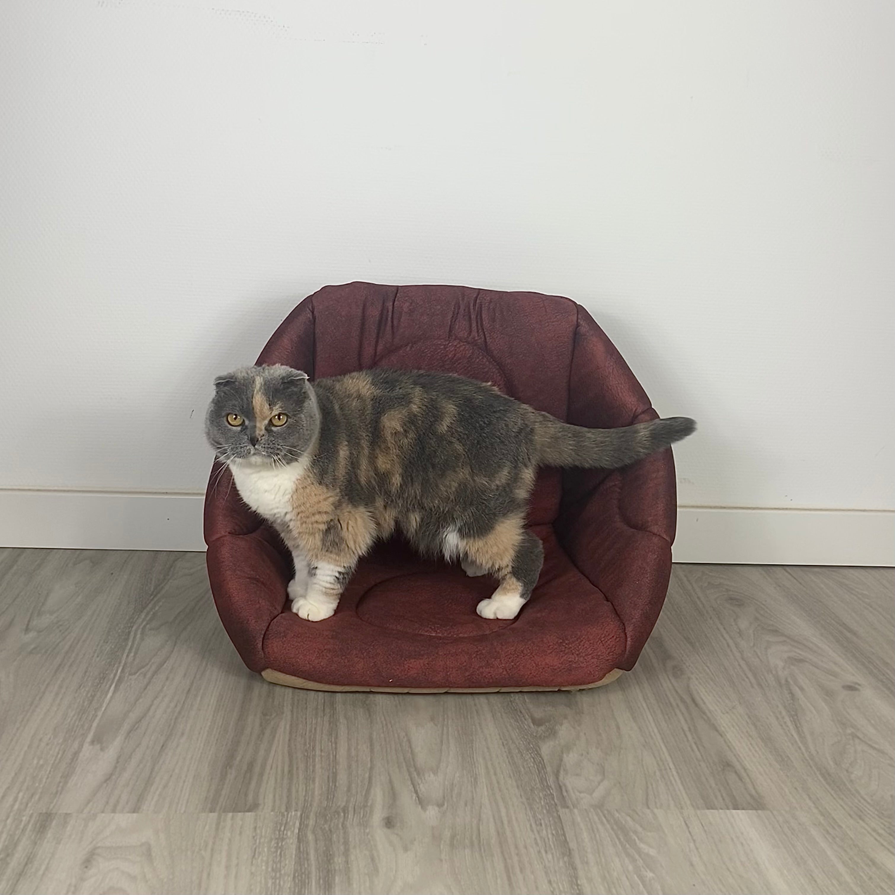 3-in-1 Katzenhöhle als Bett & Sessel 😺